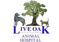 Live Oak Web