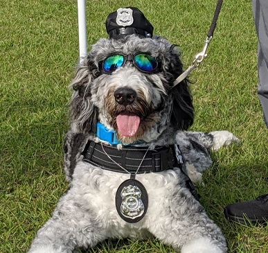 Mississippi Braves on X: Happy #NationalPuppyDay! Bark in the Park returns  in 2022 with nine Tuesdays overall! The first is April 19th. Dogs get in  free, but humans must pay. Get Tickets