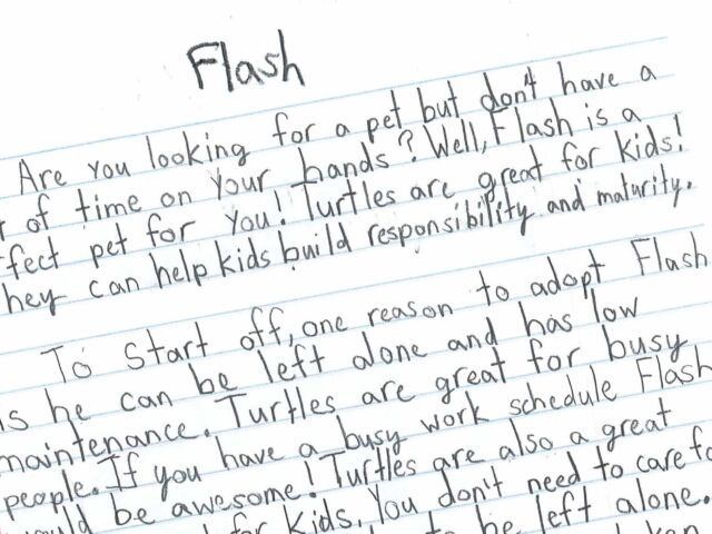 Flash=-blog WEB